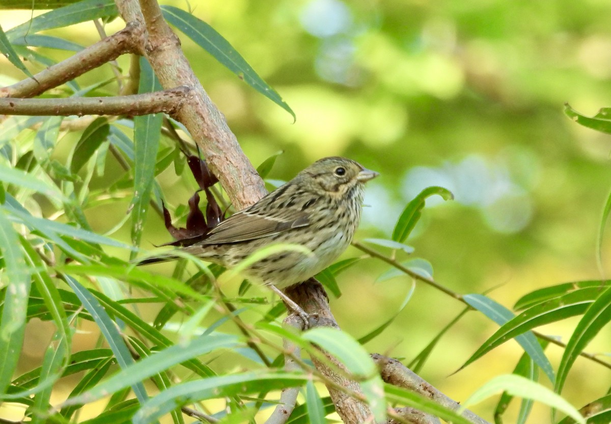 Lincoln's Sparrow - ML642666972