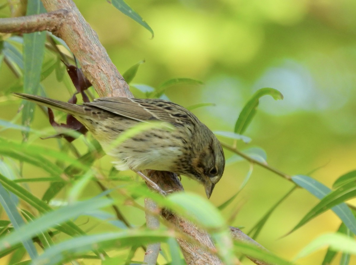 Lincoln's Sparrow - ML642666973