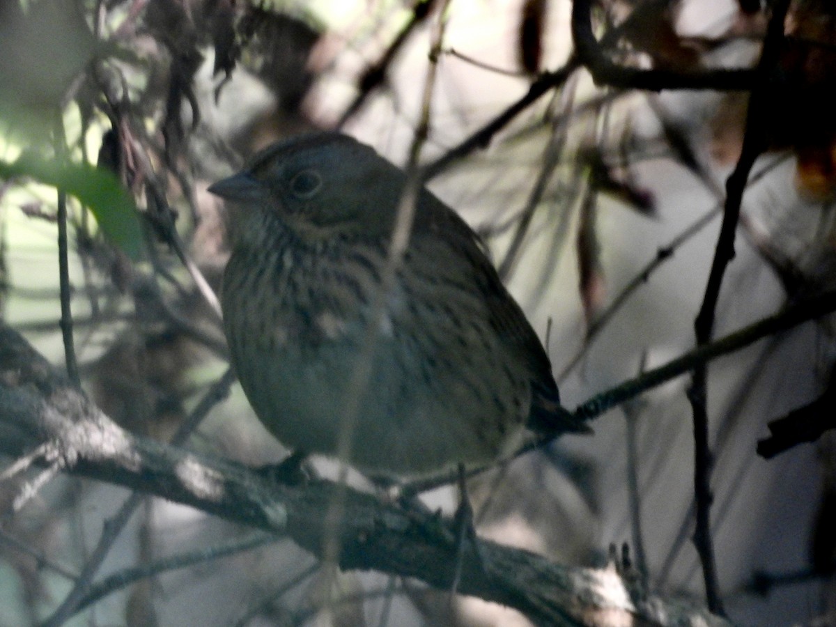 Lincoln's Sparrow - ML642666974