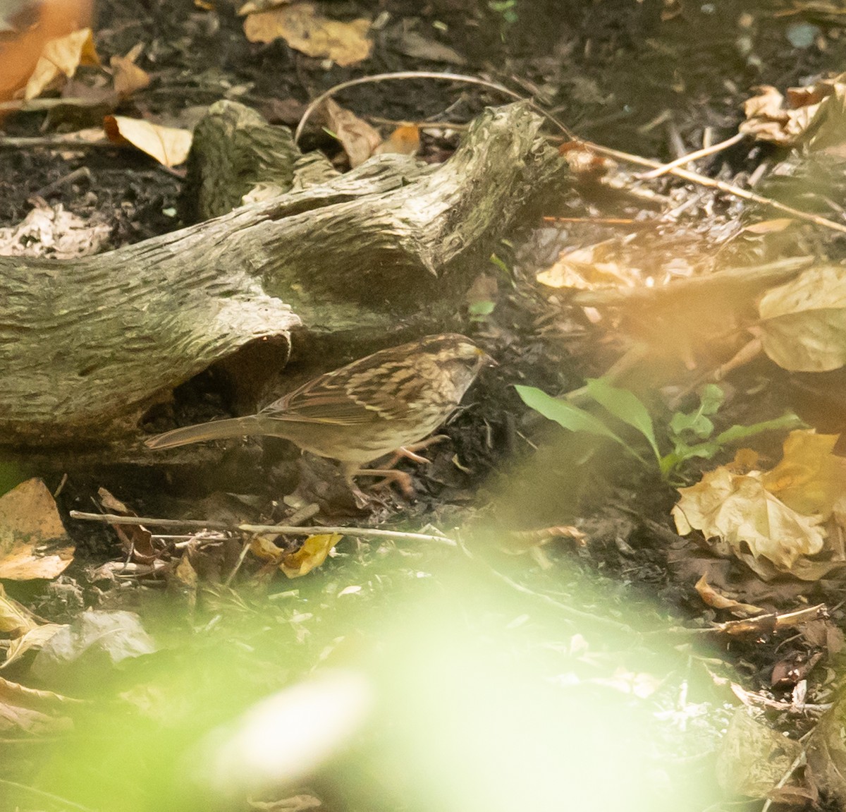 White-throated Sparrow - ML642666976