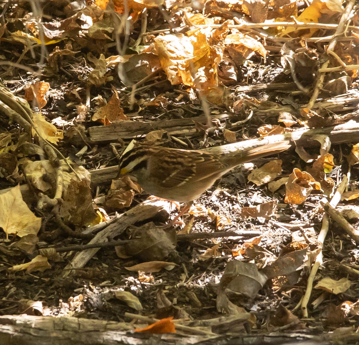 White-throated Sparrow - ML642666979