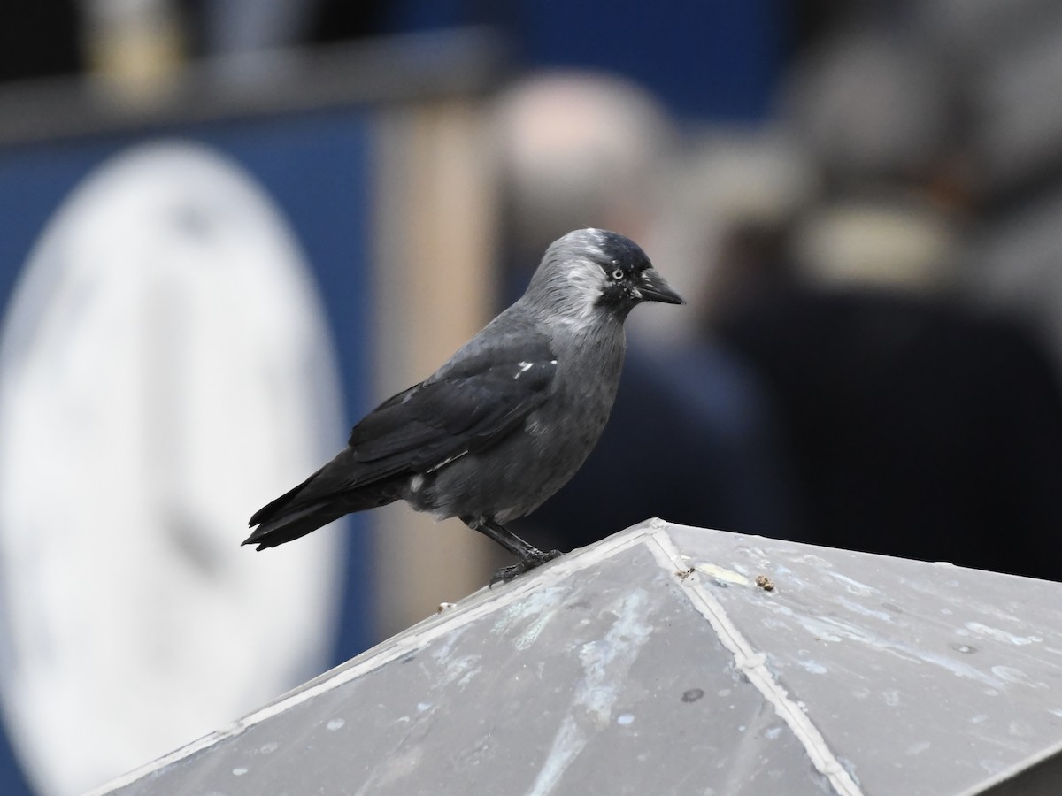 Eurasian Jackdaw - ML642666980
