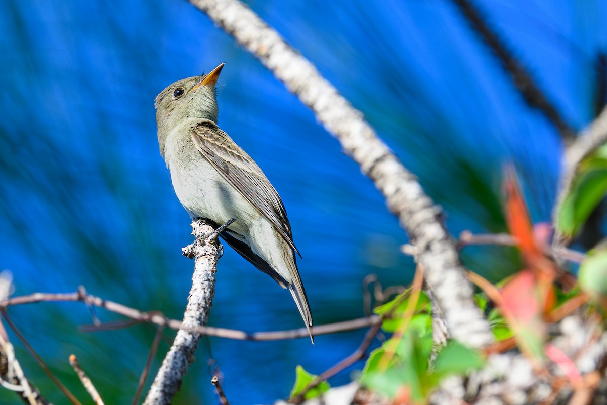 Eastern Wood-Pewee - ML642666982