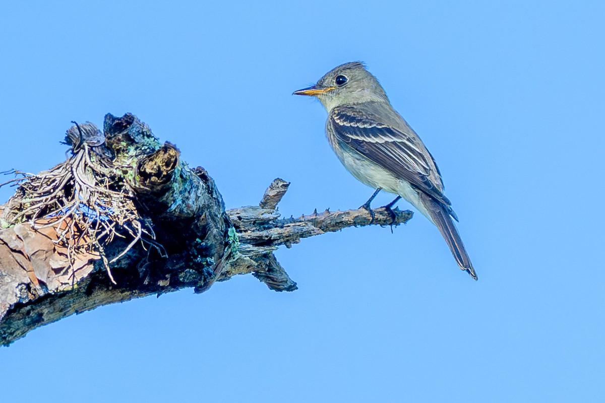 Eastern Wood-Pewee - ML642666983