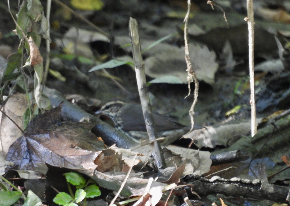 Northern Waterthrush - ML642666984