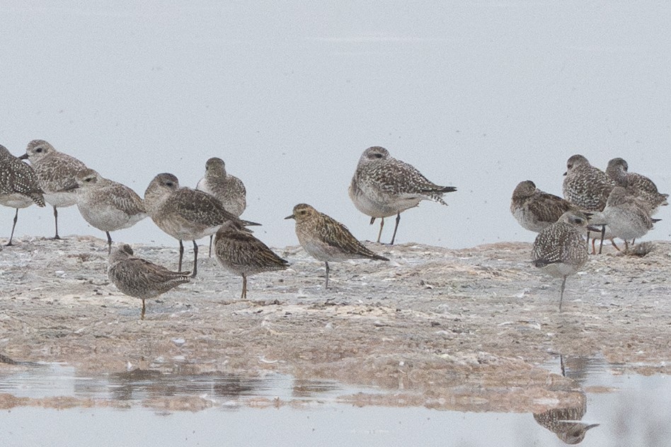 Pacific Golden-Plover - ML642666985