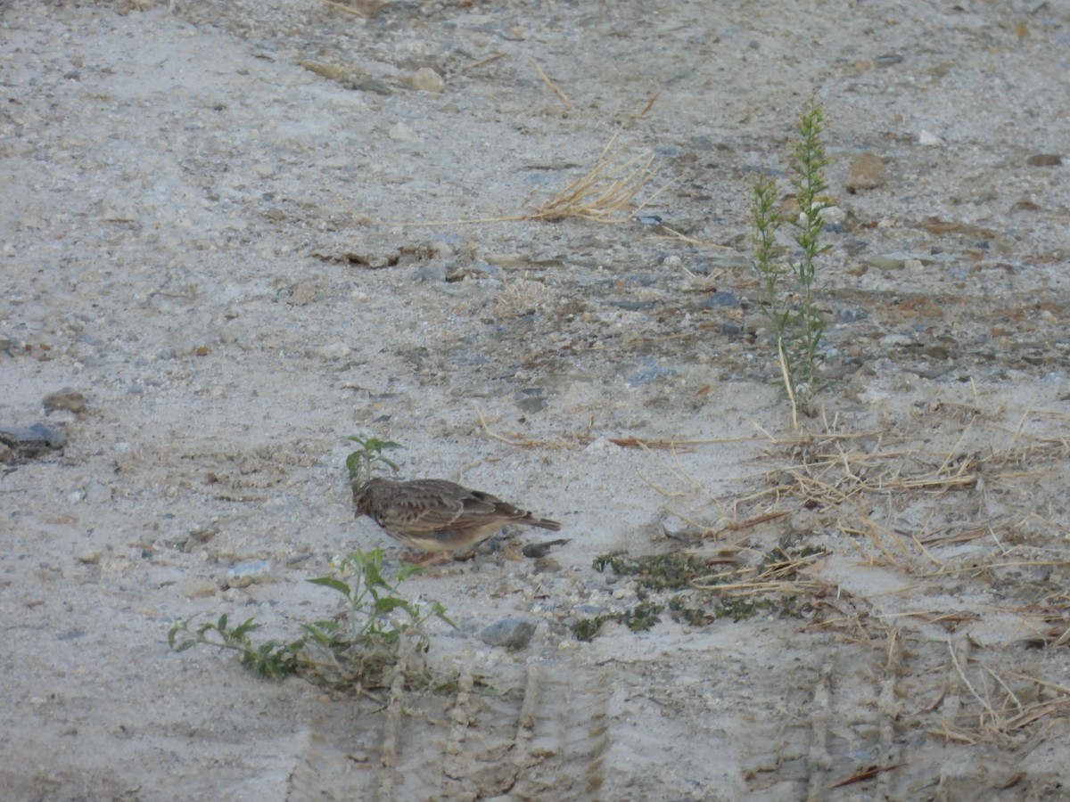 Wood Lark - ML642666987
