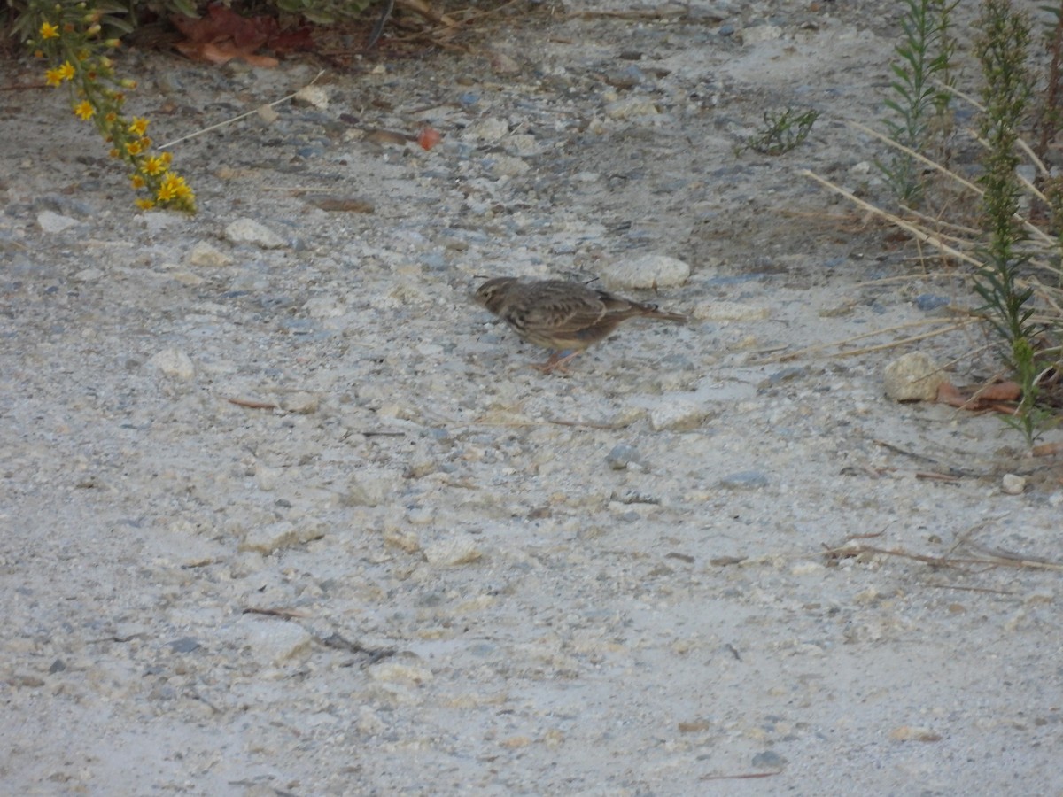 Wood Lark - ML642666988