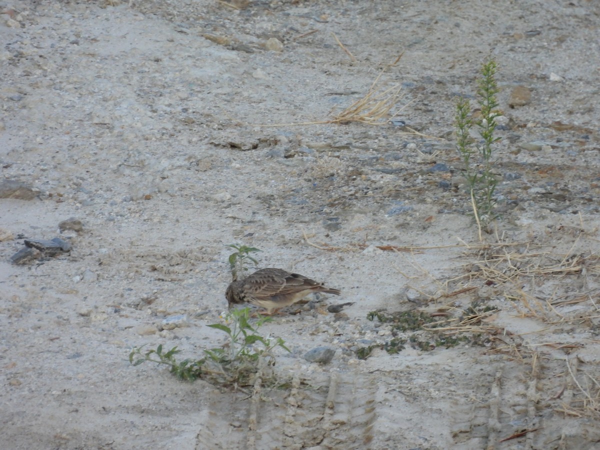 Wood Lark - ML642666989