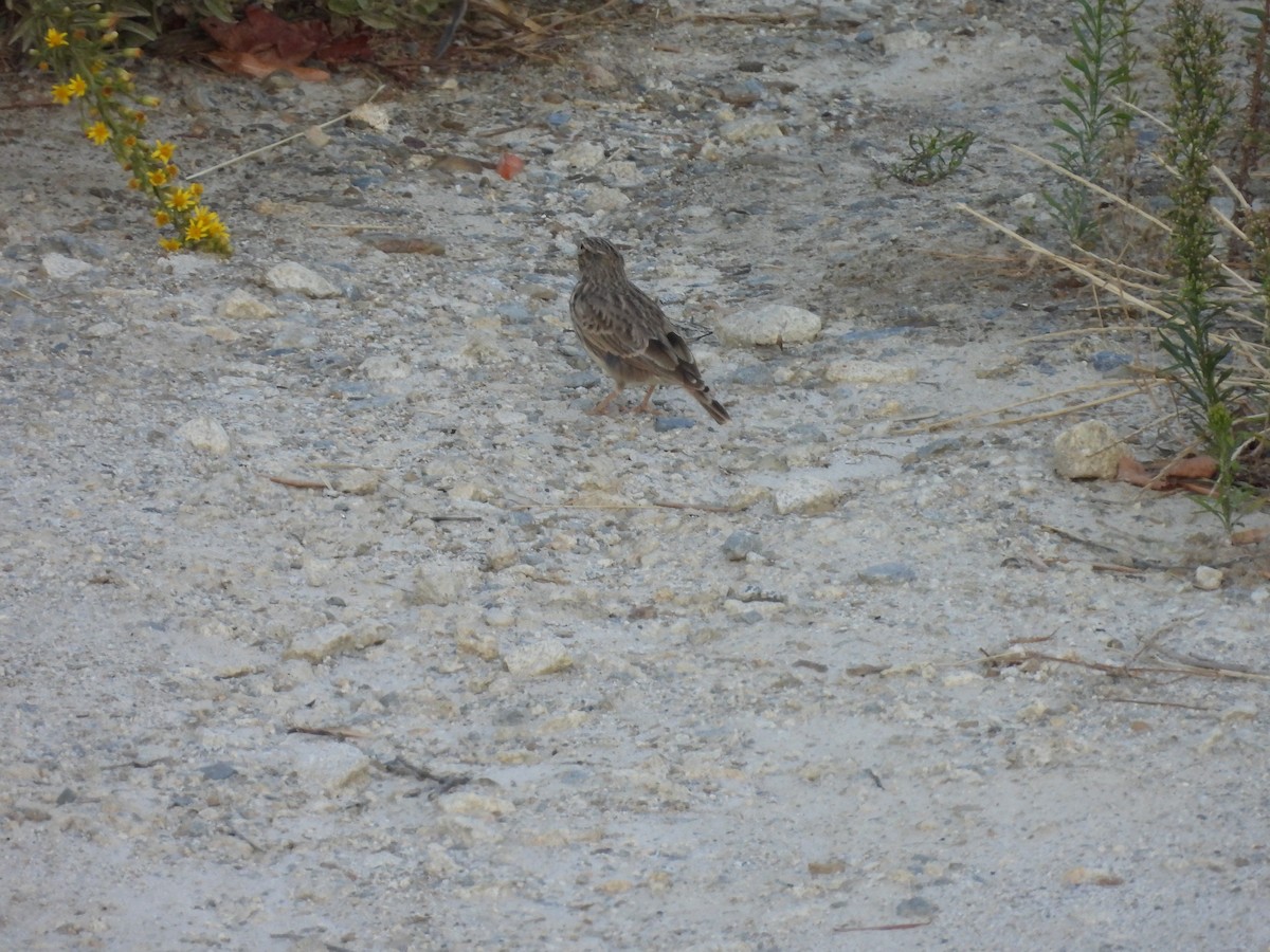 Thekla's Lark - ML642666990