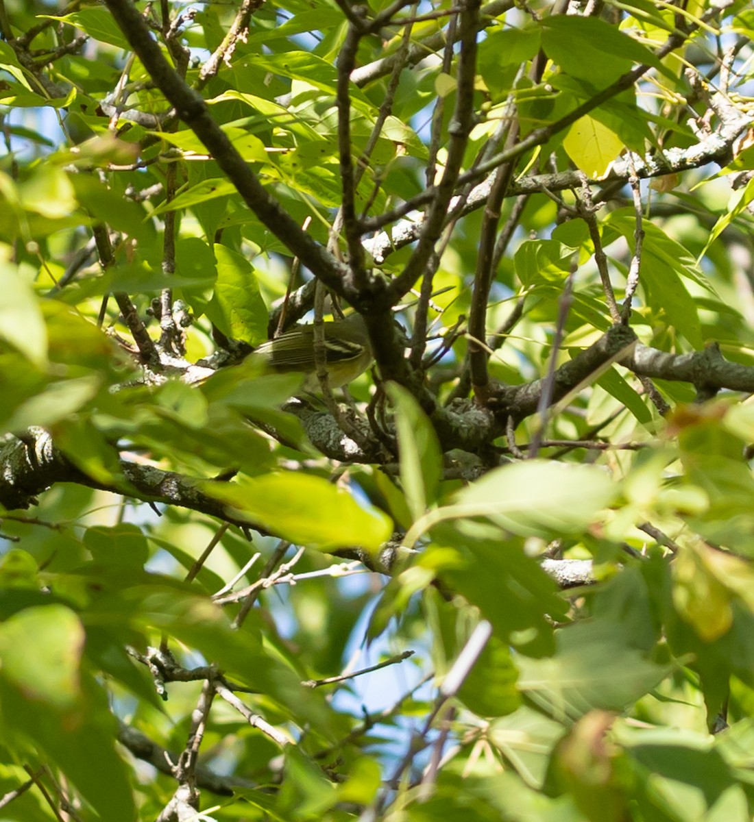 Bay-breasted Warbler - ML642666991