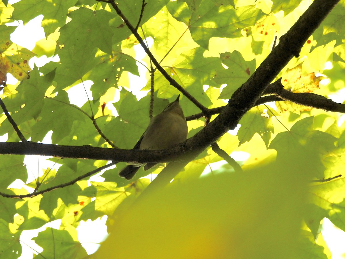 Black-throated Blue Warbler - ML642666992