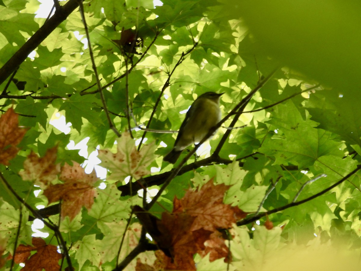 Black-throated Blue Warbler - ML642666993