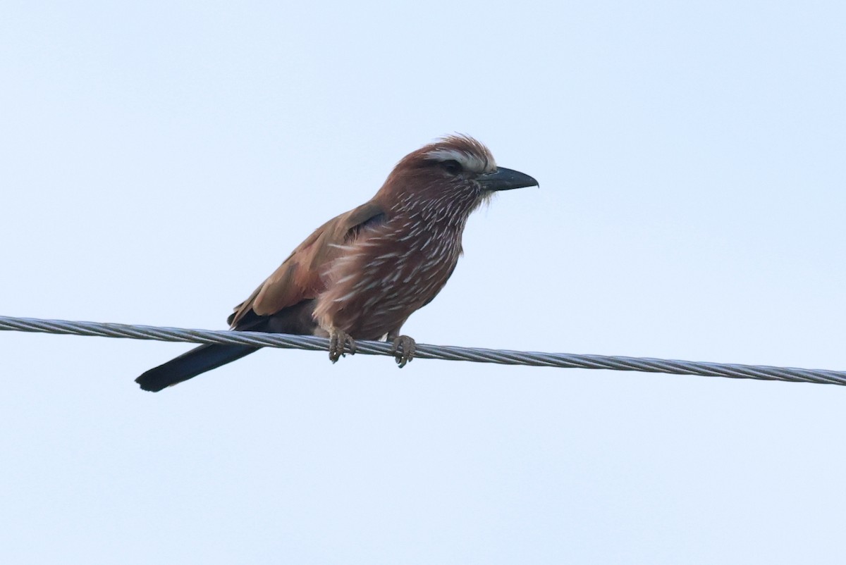 Purple Roller - ML642666997