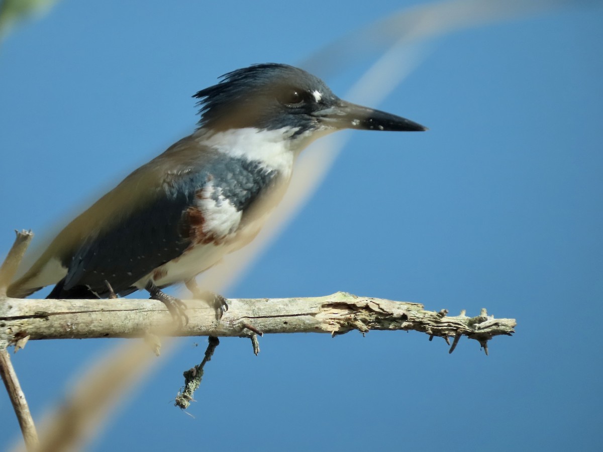 Belted Kingfisher - ML642666999