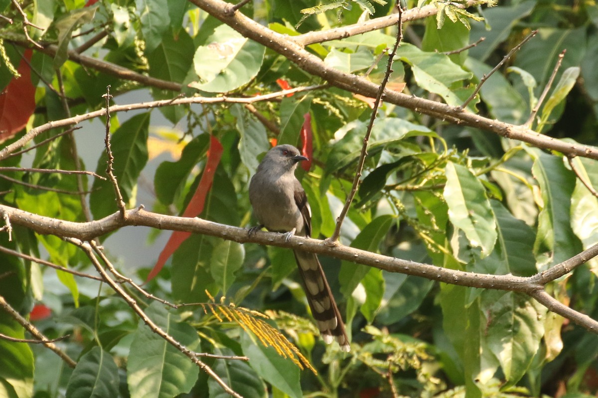 Long-tailed Sibia - ML642667001