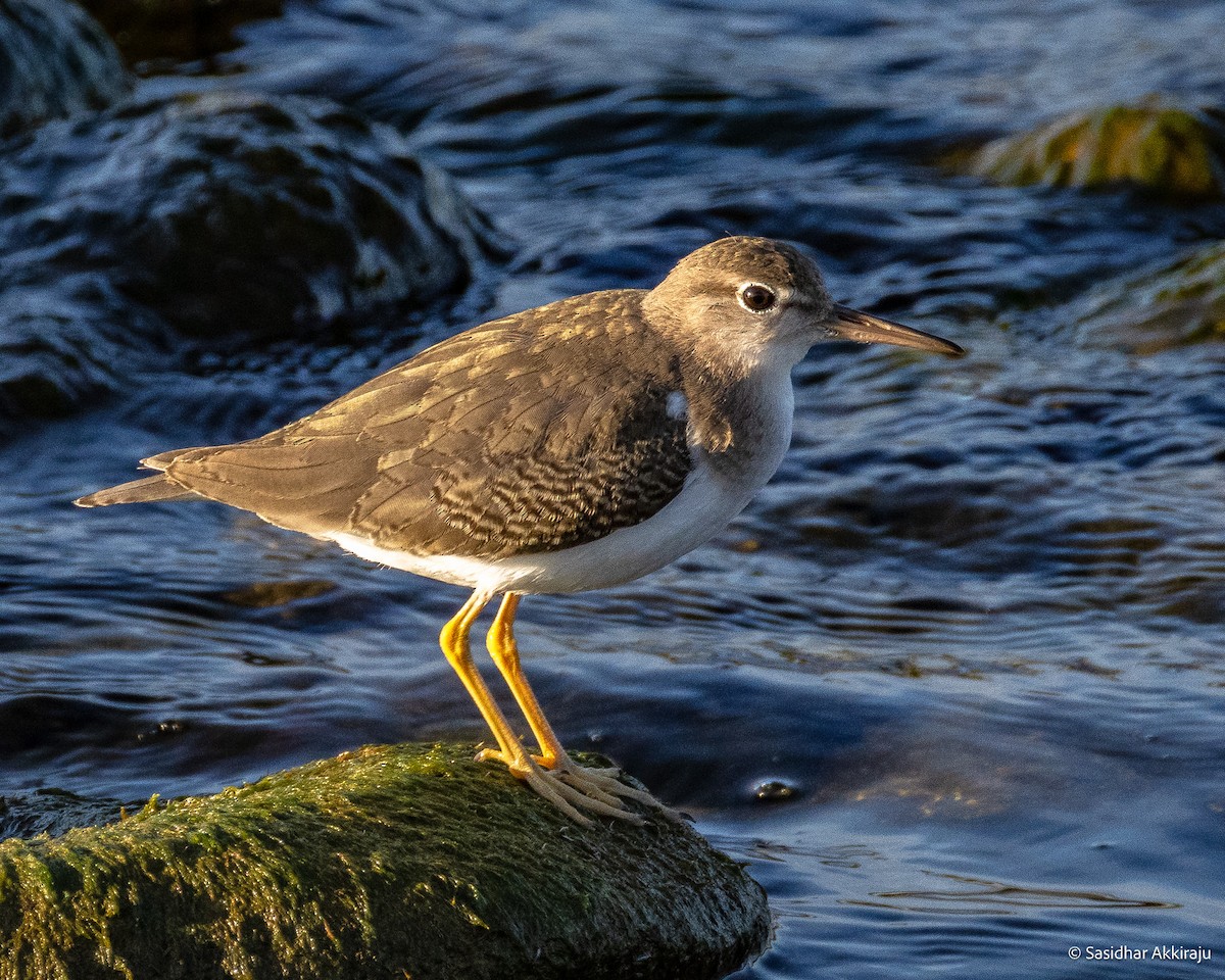 Spotted Sandpiper - ML642667114