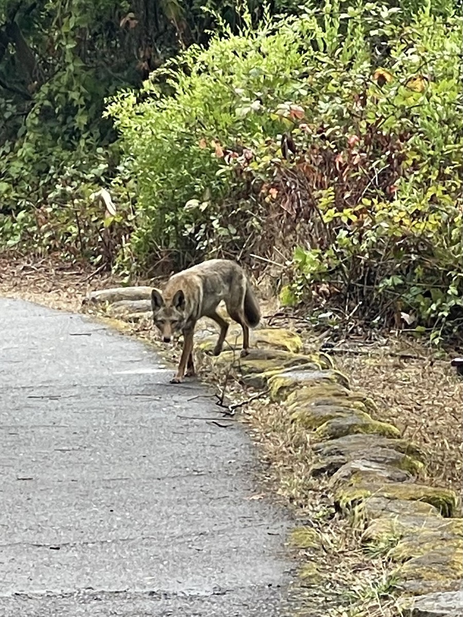 Coyote - ML642667115