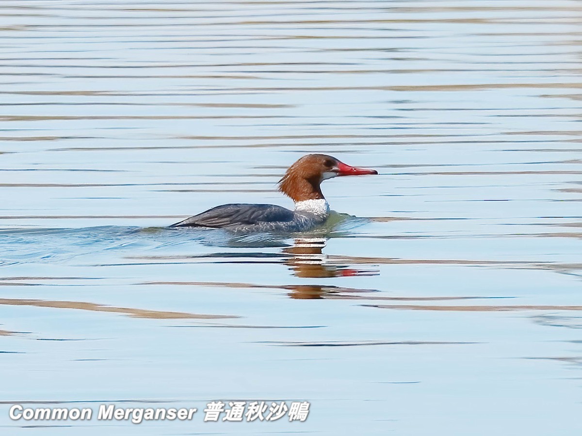 Common Merganser - ML642667192