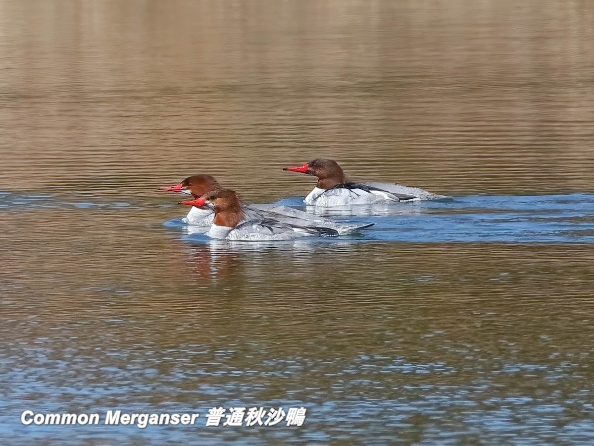 Common Merganser - ML642667193