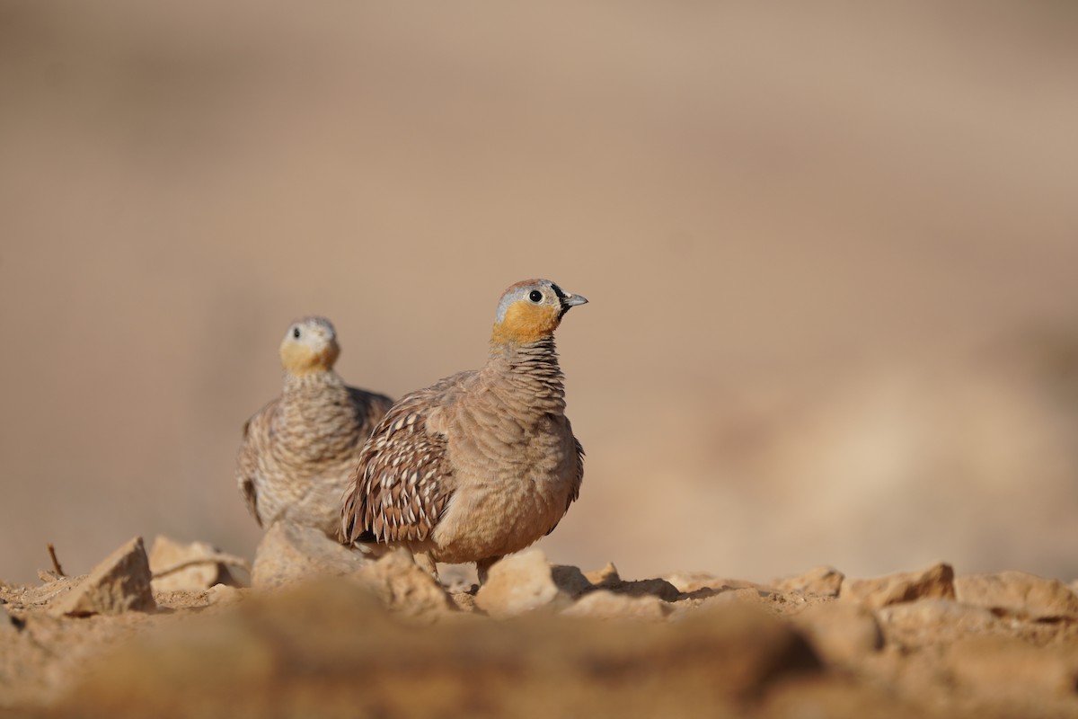 Crowned Sandgrouse - ML642667207