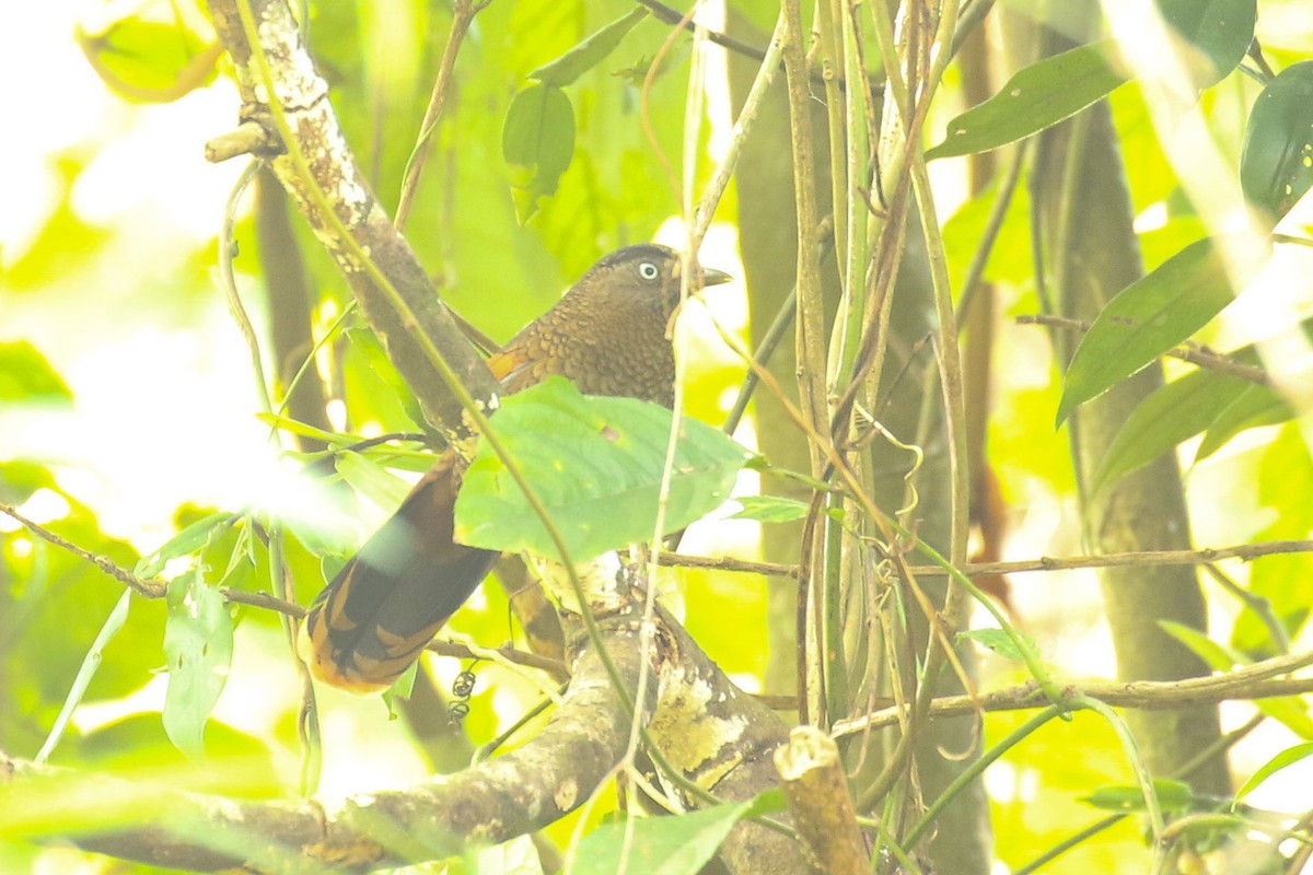 Blue-winged Laughingthrush - ML642667222