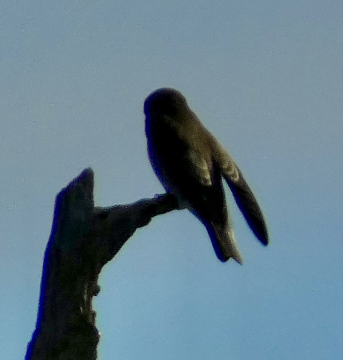 Northern Rough-winged Swallow - ML642667316