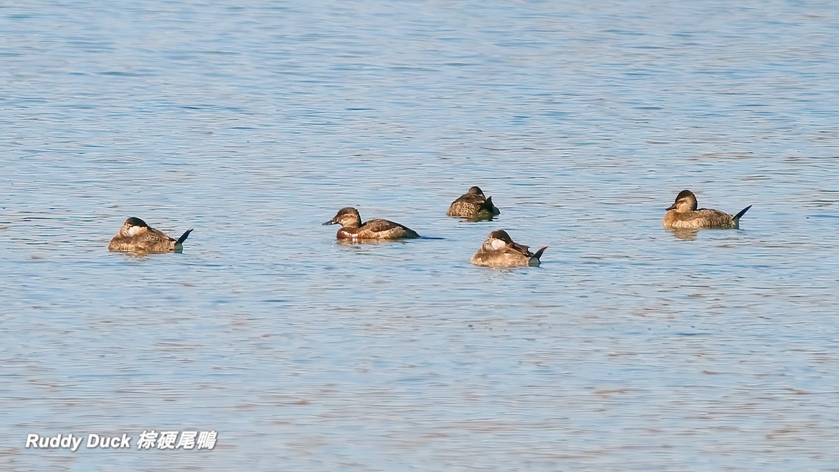 Ruddy Duck - ML642667321