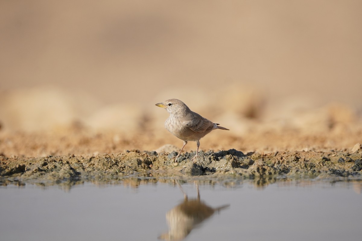 Desert Lark - ML642667324
