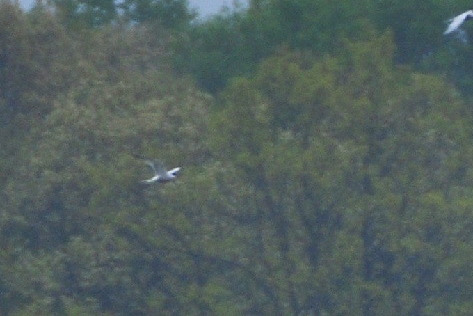 Forster's/Common Tern - ML642667326