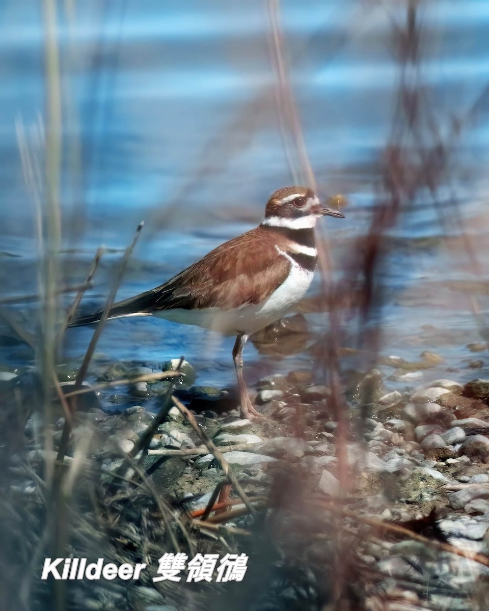 Killdeer - ML642667327
