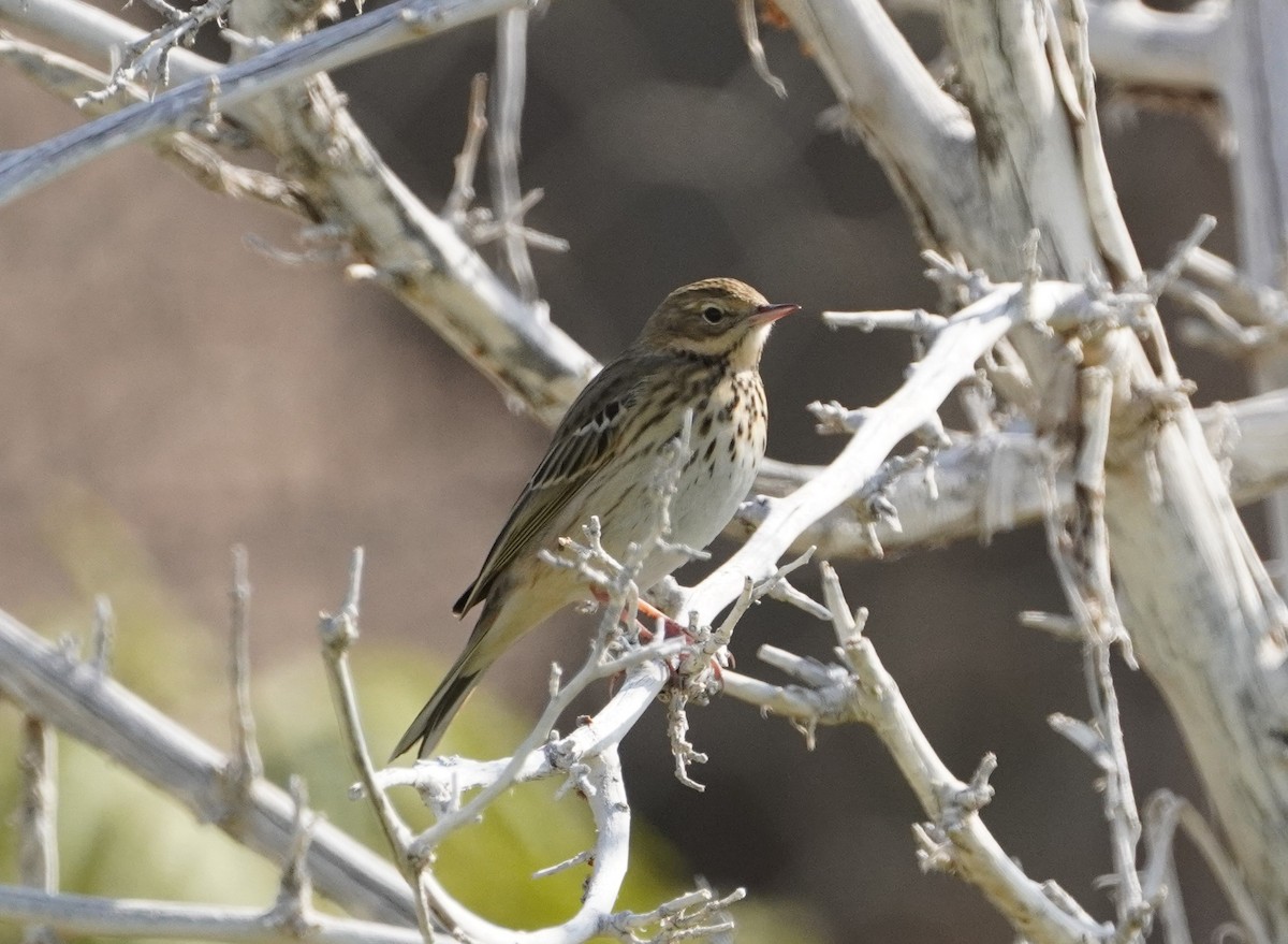 Tree Pipit - ML642667329