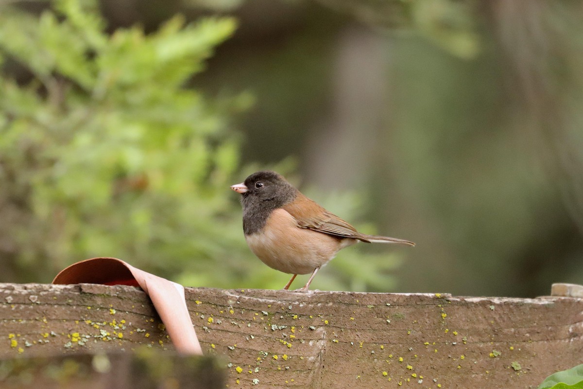 Dark-eyed Junco (Oregon) - ML642667330