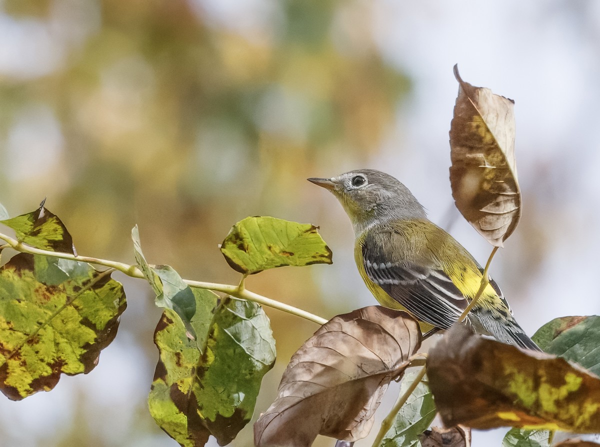 Magnolia Warbler - ML642667331