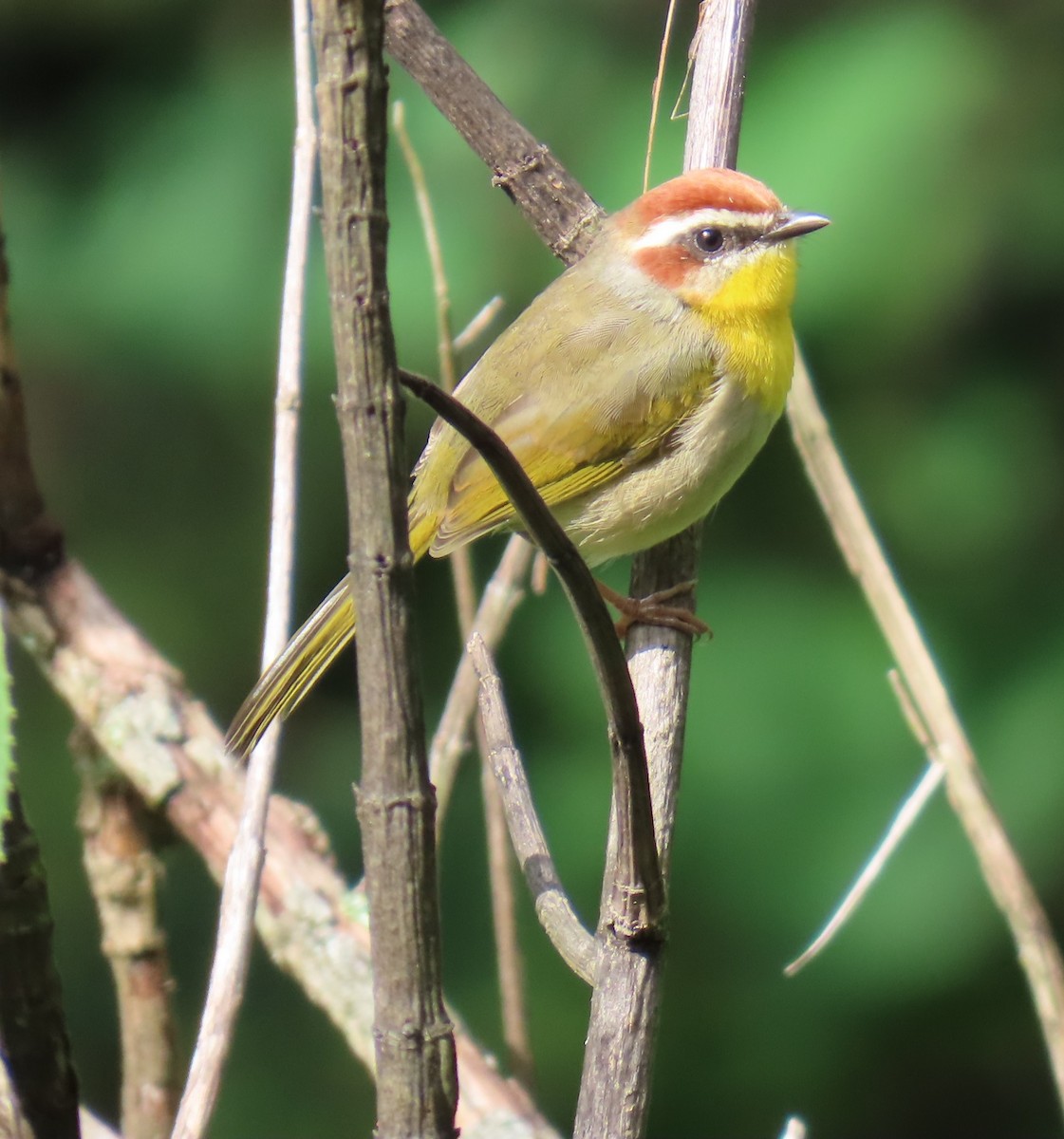 Rufous-capped Warbler - ML642667332