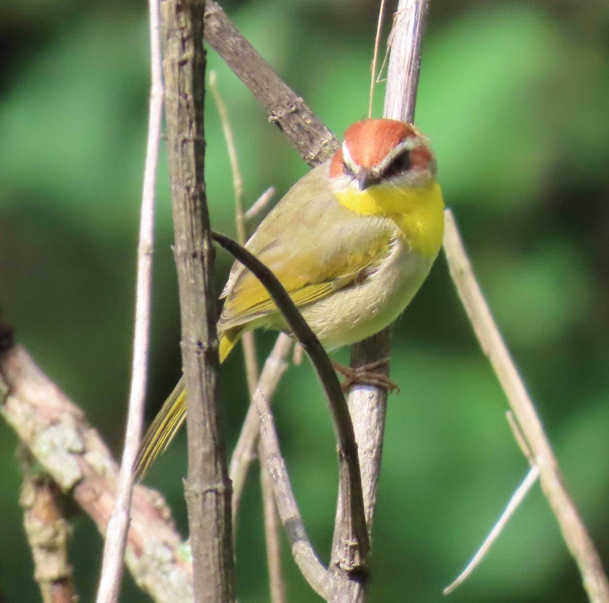 Rufous-capped Warbler - ML642667333