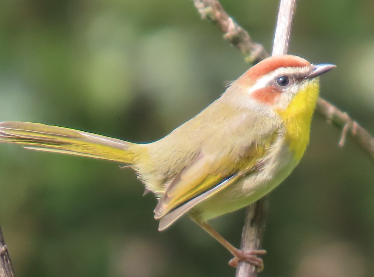 Rufous-capped Warbler - ML642667334