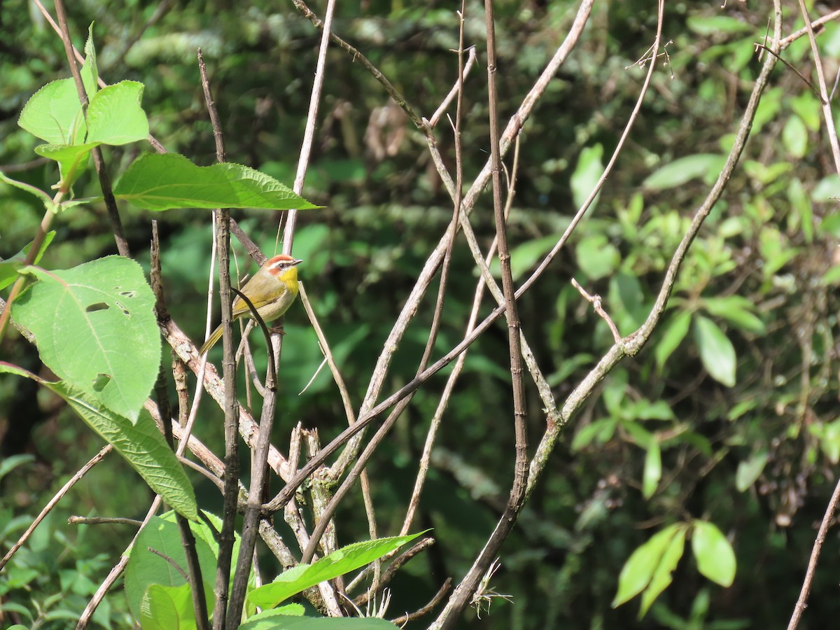 Rufous-capped Warbler - ML642667336