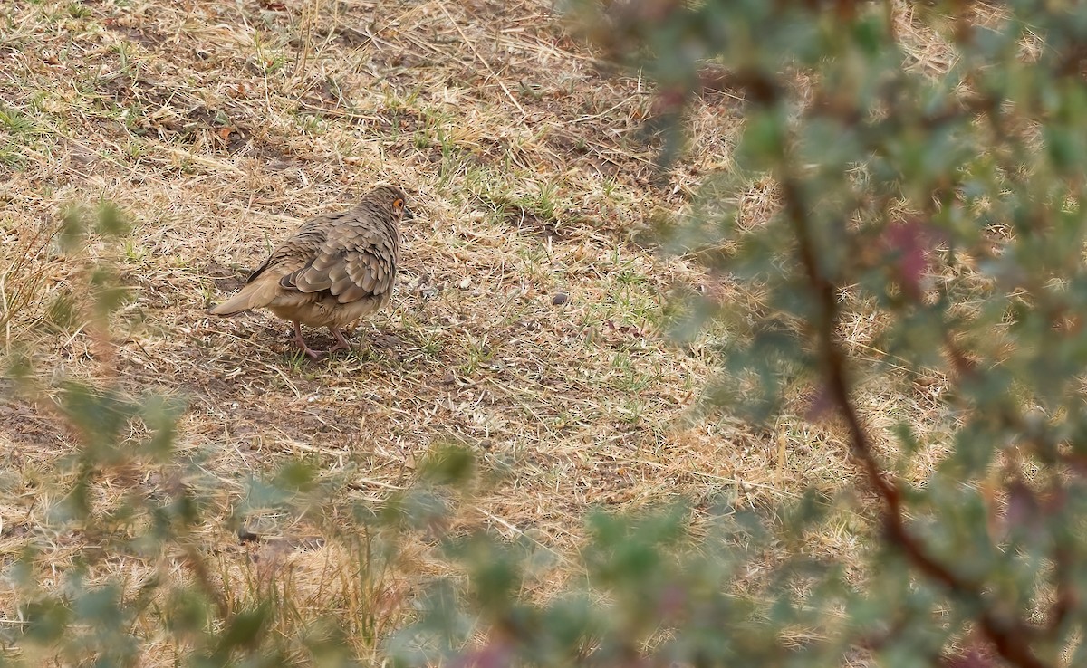 Bare-faced Ground Dove - ML642667337