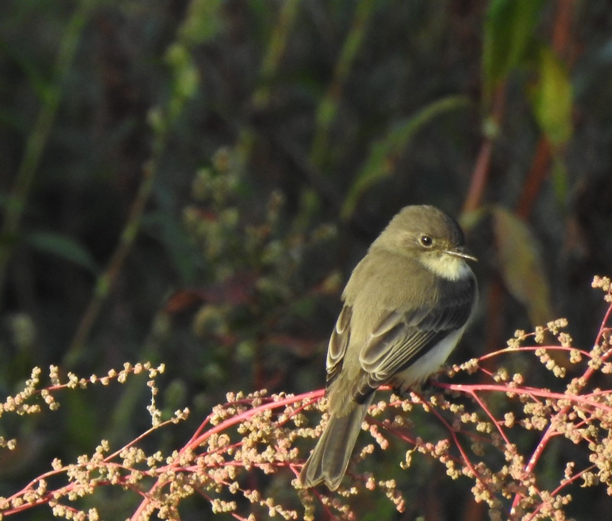 Eastern Phoebe - ML642667338