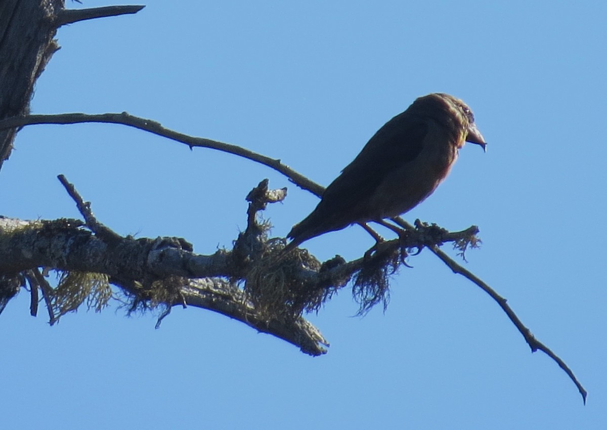 Red Crossbill - ML642667340
