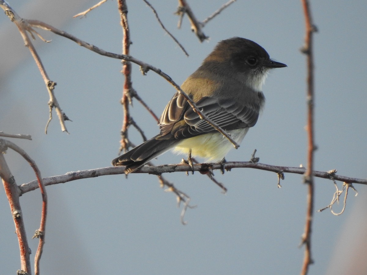 Eastern Phoebe - ML642667341