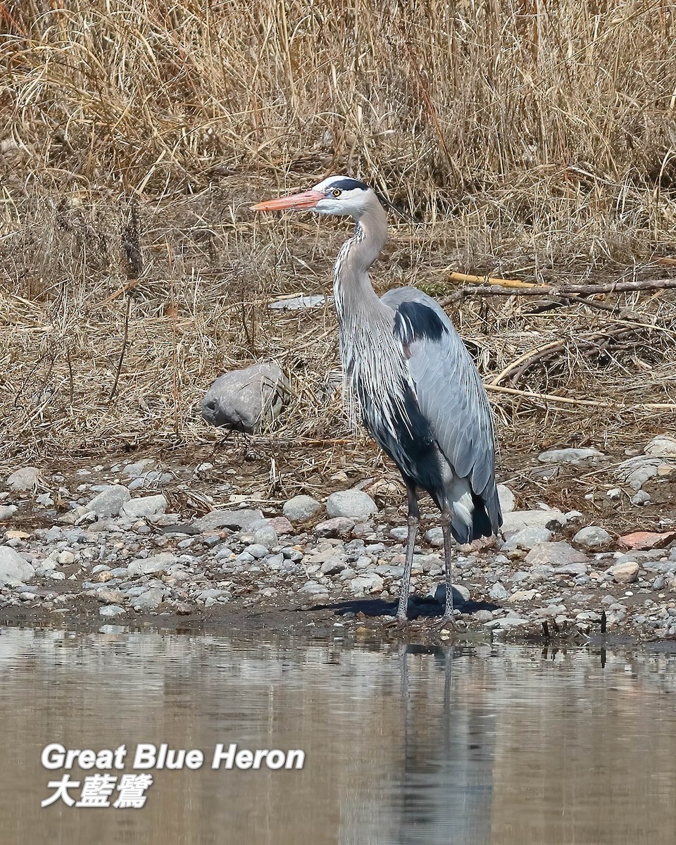 Great Blue Heron - ML642667345