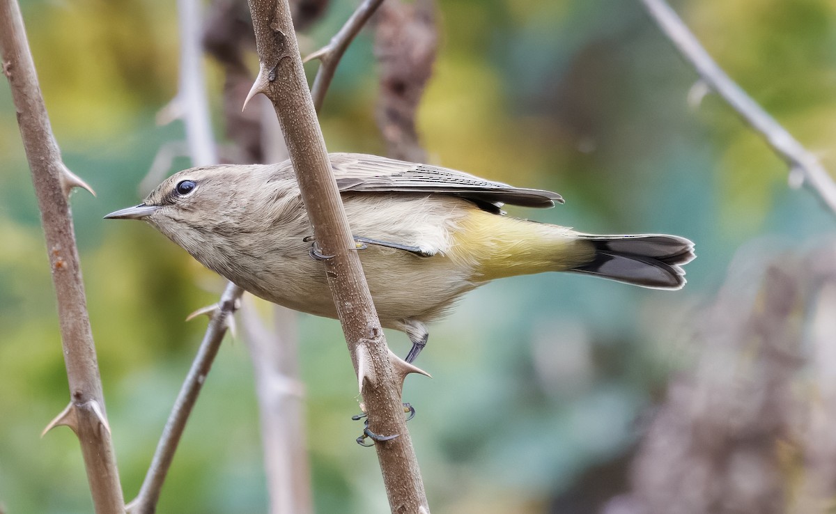 Palm Warbler - ML642667346