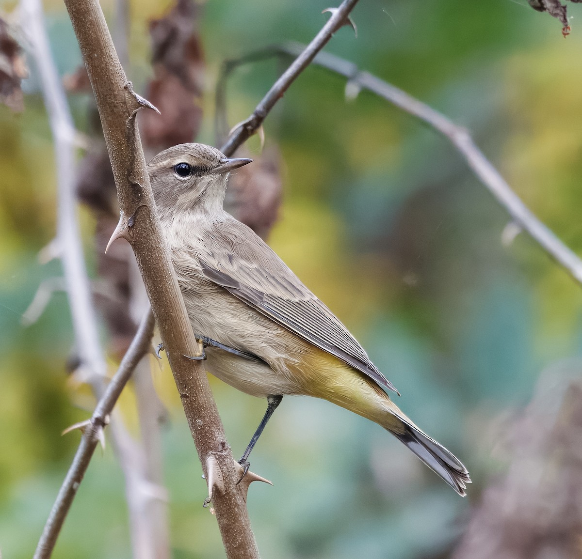 Palm Warbler - ML642667347