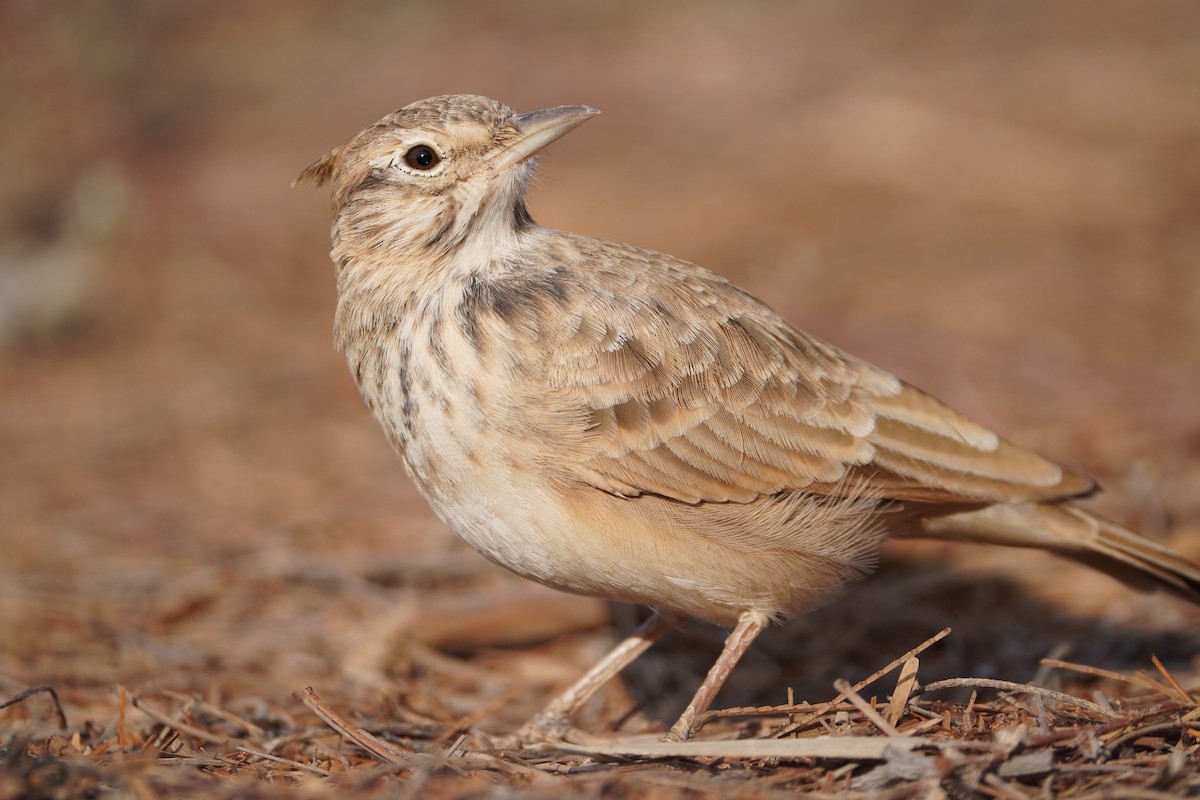 Crested Lark - ML642667348