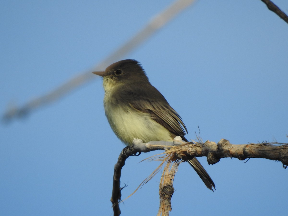 Eastern Phoebe - ML642667349