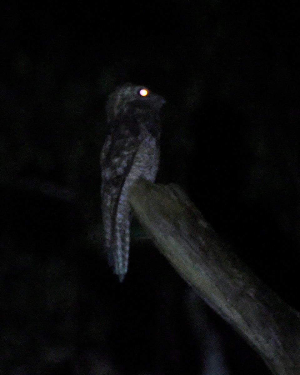 Great Potoo - ML642667350