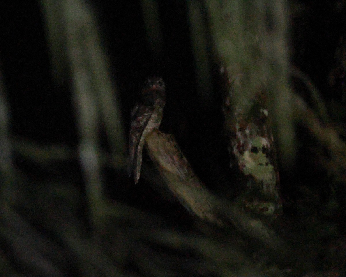 Great Potoo - ML642667351