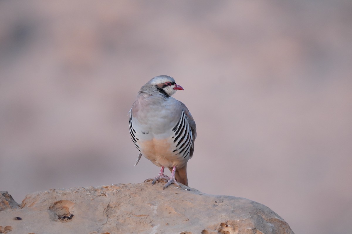 Chukar - ML642667352